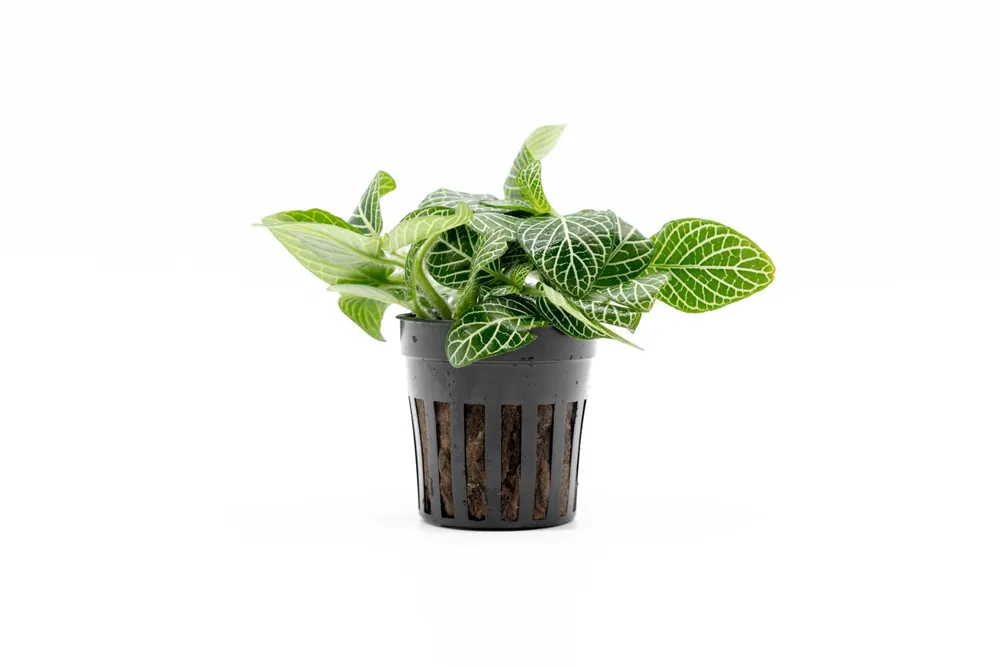 Fittonia Albivenis - ACW