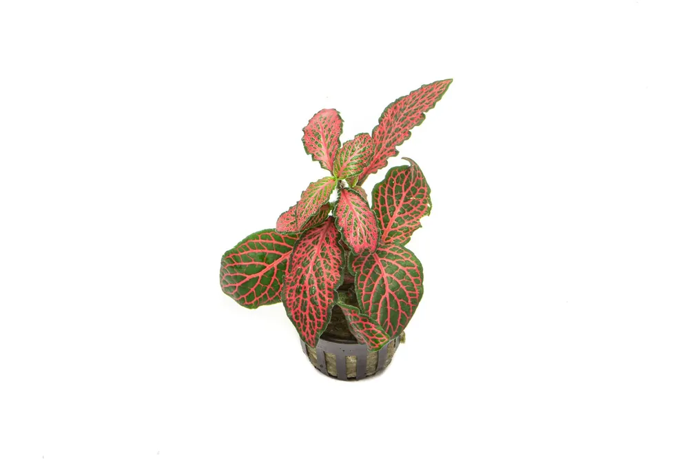 Fittonia Albivenis Red - ACW