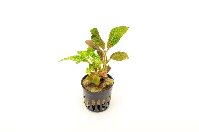 Fittonia Albivenis Skeleton - ACW