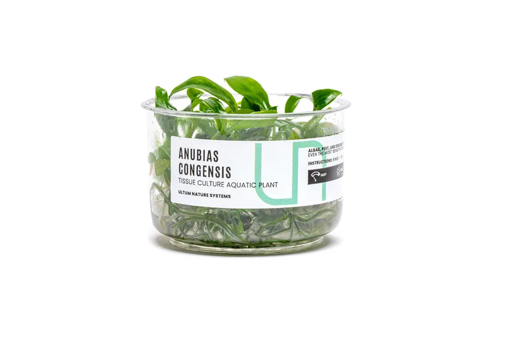 Anubias Congensis UNS Tissue Culture - UNSTC