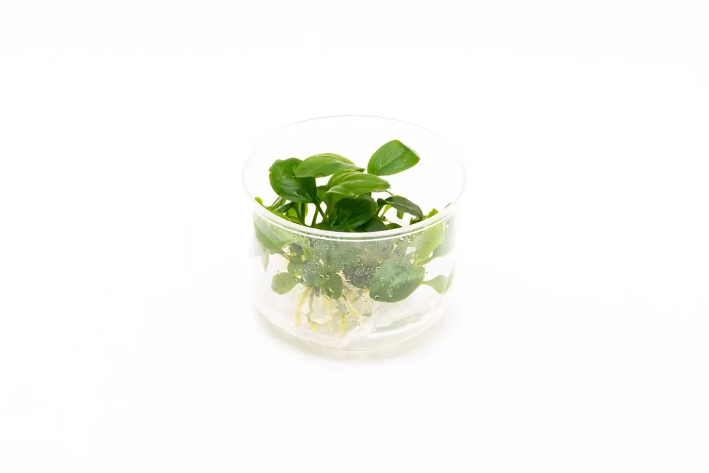Anubias Heterophylla UNS Tissue Culture - UNSTC