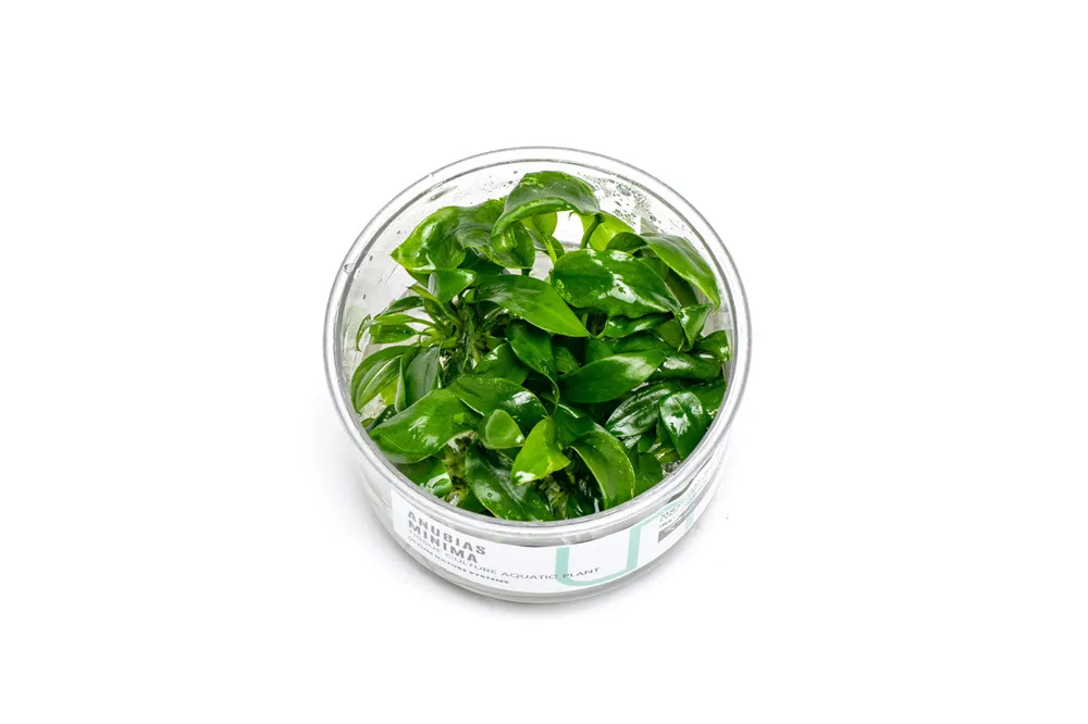 Anubias Minima UNS Tissue Culture - UNSTC