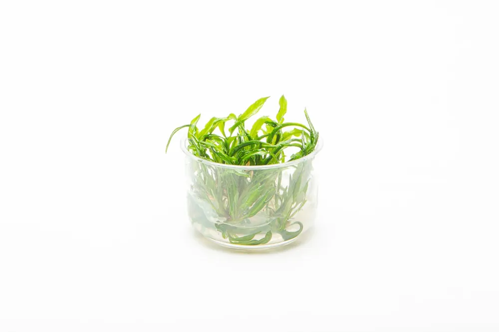 Cryptocoryne Balansae UNS Tissue Culture - UNSTC