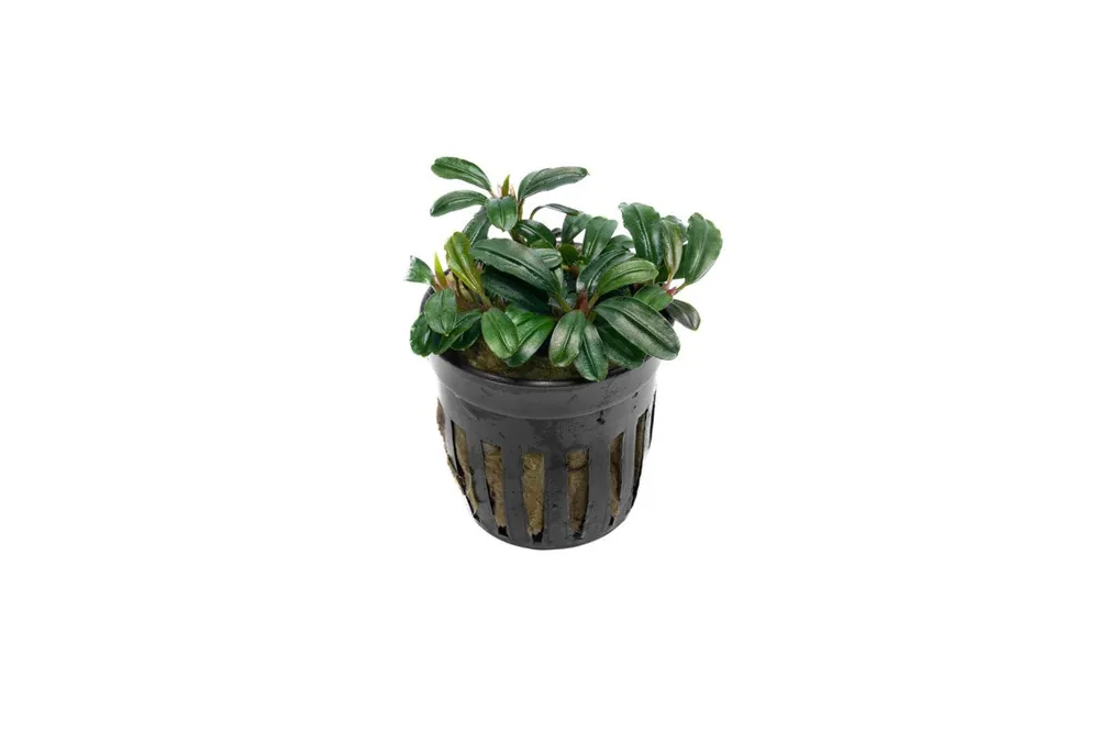 Bucephalandra Brownie Phoenix Brown (Farmed) - CPA