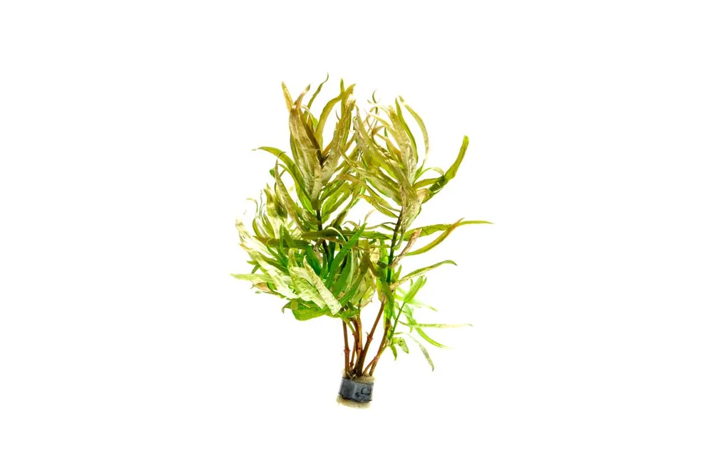 Nesaea Crassicaulis - CPA