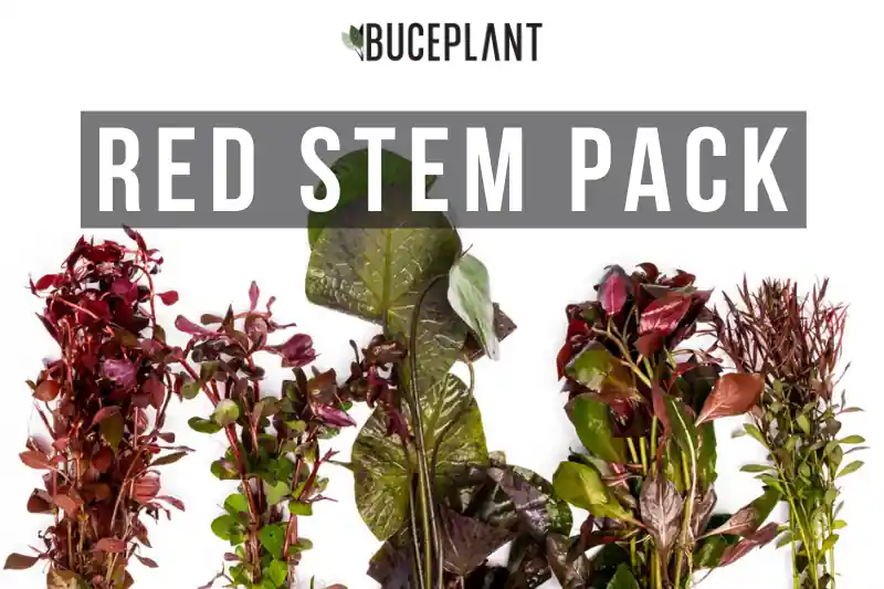 Red Stem Plant Pack - ACW