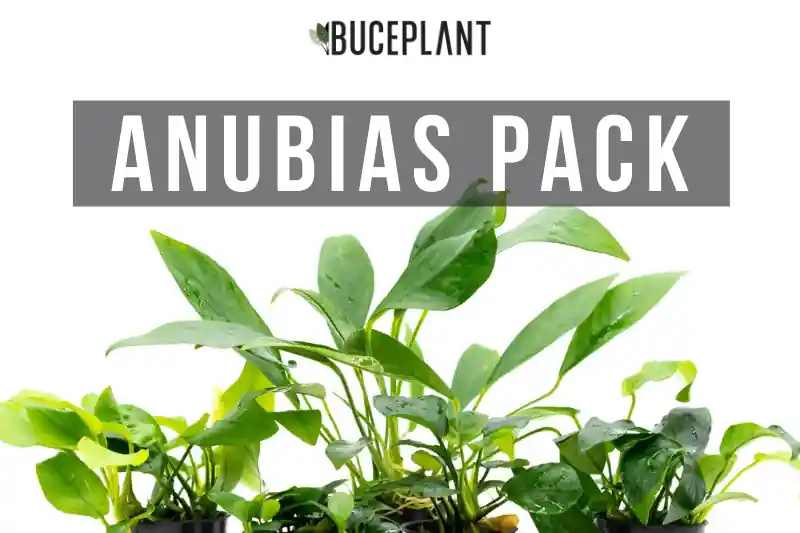 Assorted Anubias Plant Pack - ACW