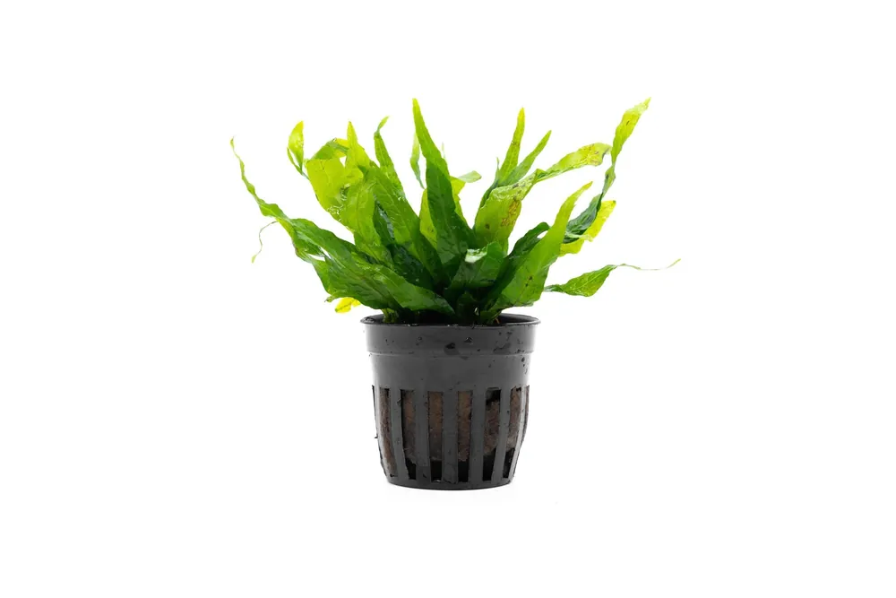 Java Fern Petite - CPA