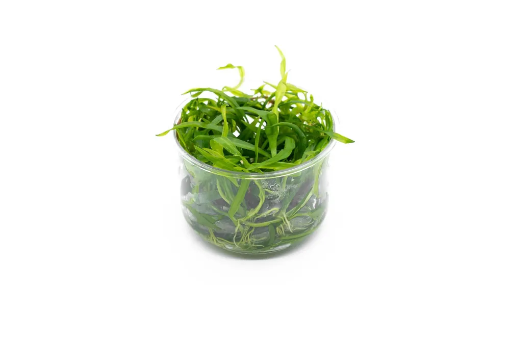 Echinodorus Quadricostatus UNS Tissue Culture - UNSTC