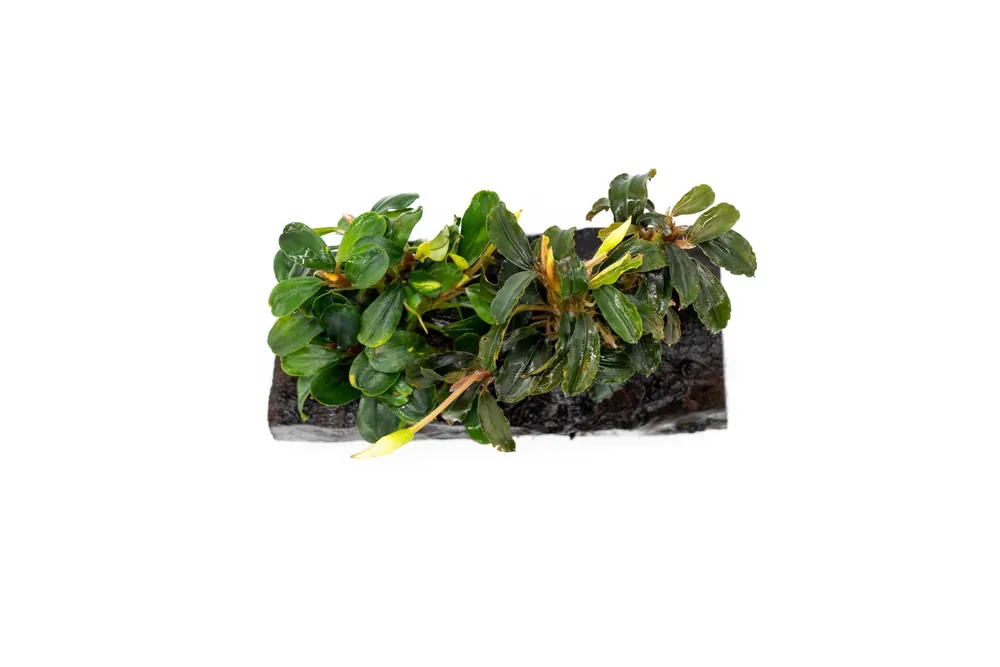 Bucephalandra Mix on Driftwood (Farmed) - CPA
