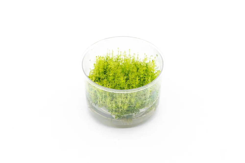 Pogostemon Deccanensis Tissue Culture - UNSTC
