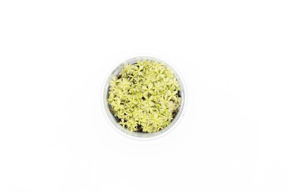 Rotala Rotundifolia PLATINUM Aquatic Farmer Tissue Culture