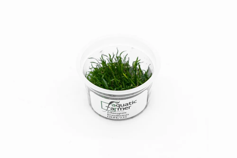 Lilaeopsis Brasilensis Aquatic Farmer Tissue Culture