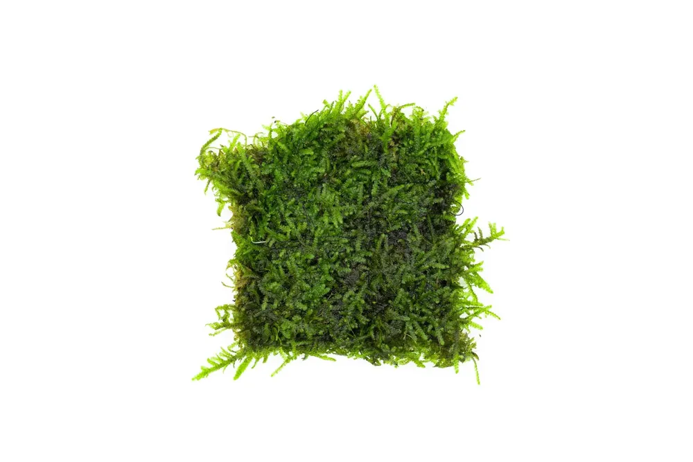 Christmas Moss on Stainless Steel - ACW