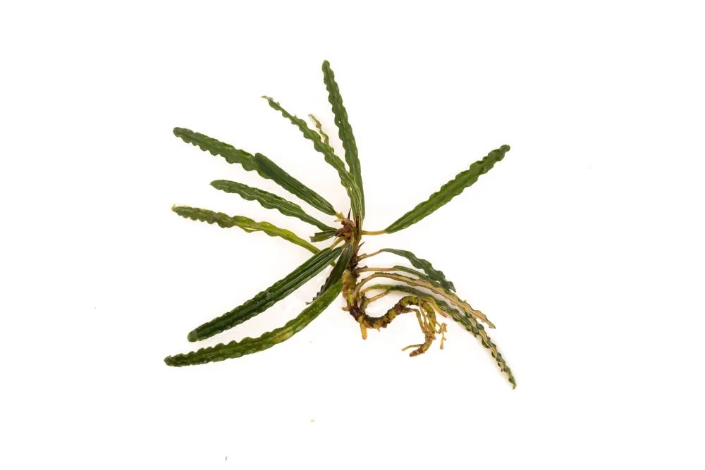 Fenestratarum Mulyadii - BUCE