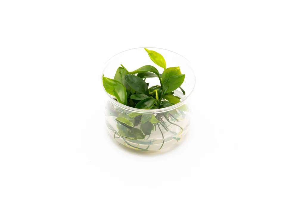 Anubias Gabon Tissue Culture - UNSTC