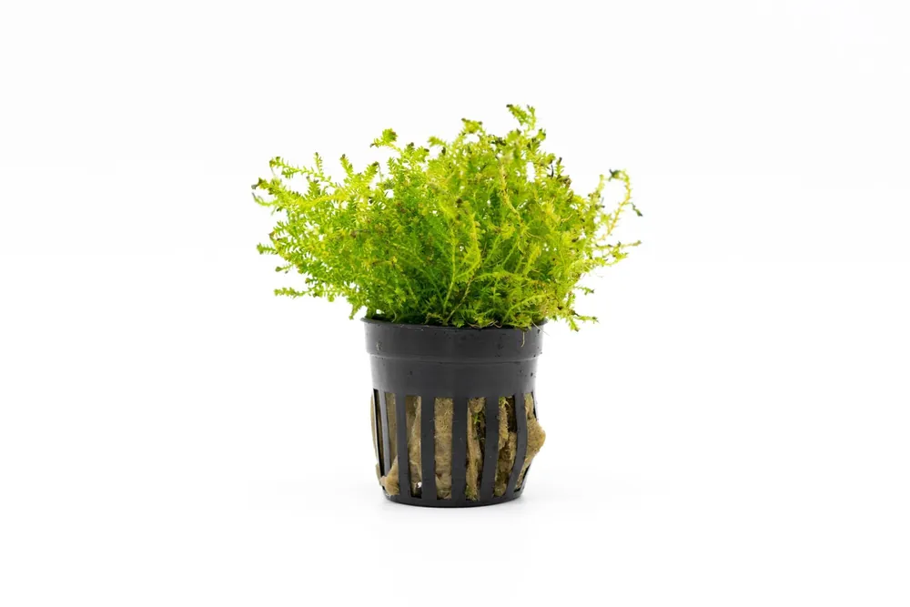 Selaginella Kraussiana Mini Club Moss - ACW