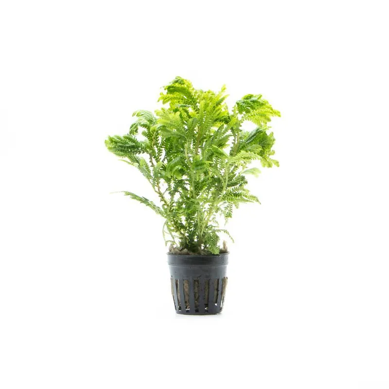 Selaginella Wallichi - ACW
