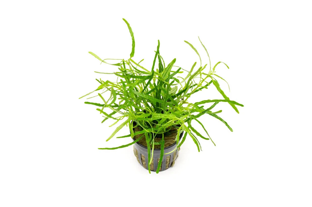 Hemigraphis Repanda Green - ACW