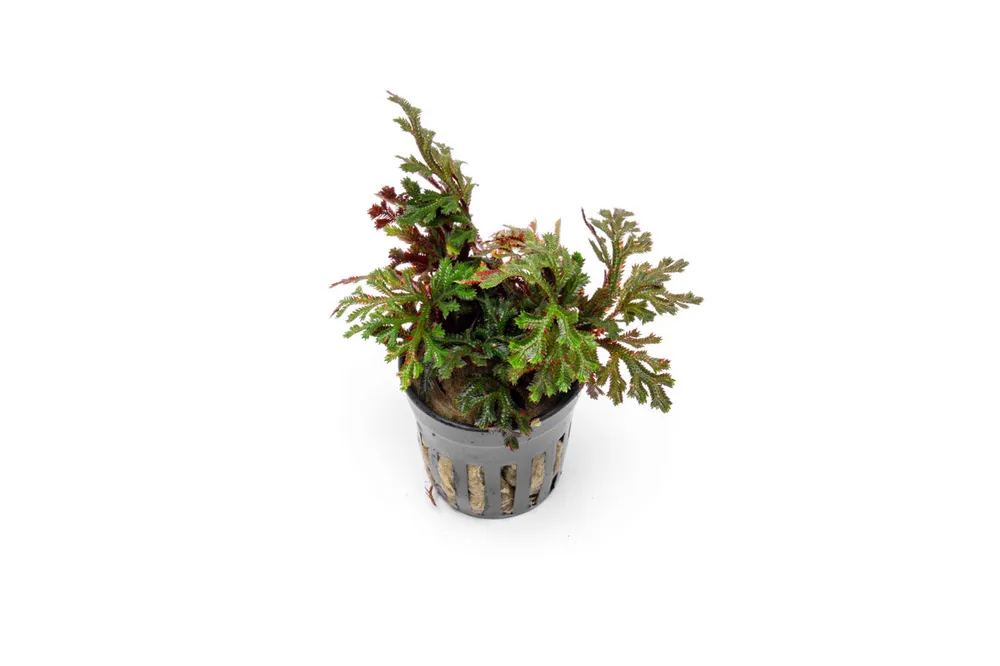 Selaginella Erythropus Ruby Red Club Moss - ACW