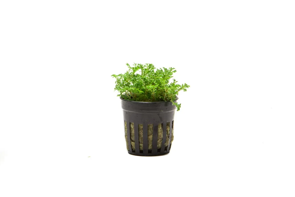 Selaginella Indonesia - ACW