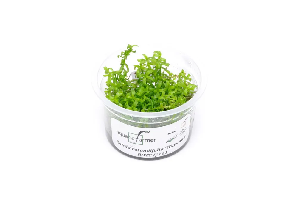 Rotala Wayanad Aquatic Farmer Tissue Culture