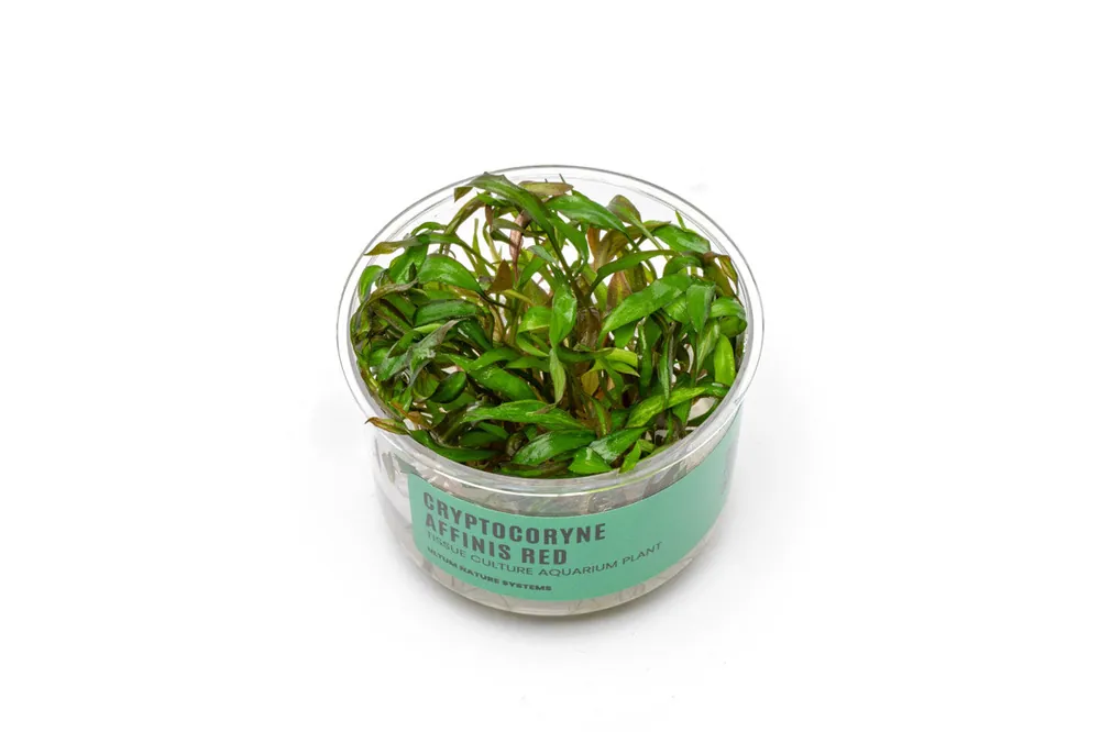 Cryptocoryne Affinis Red Tissue Culture - UNSTC
