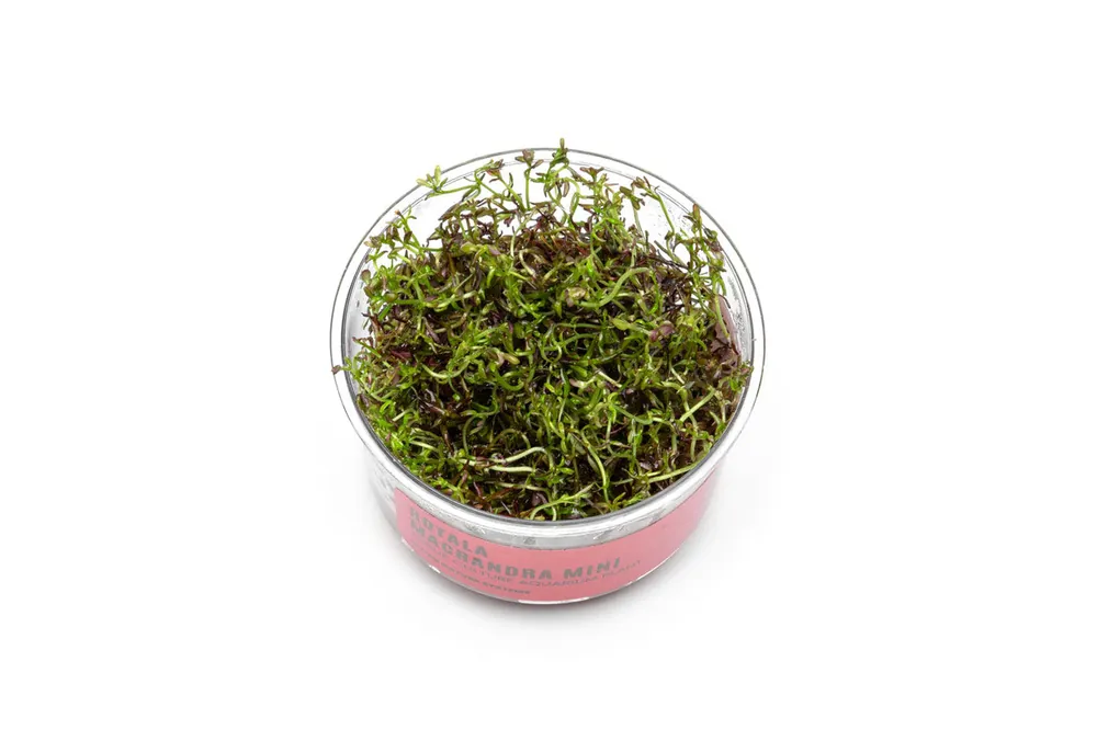 Rotala Macrandra Mini Red UNS Tissue Culture - UNSTC