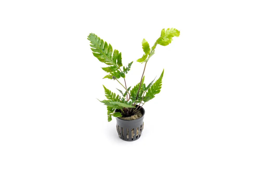 Heterogonium Pinnatum - ACW
