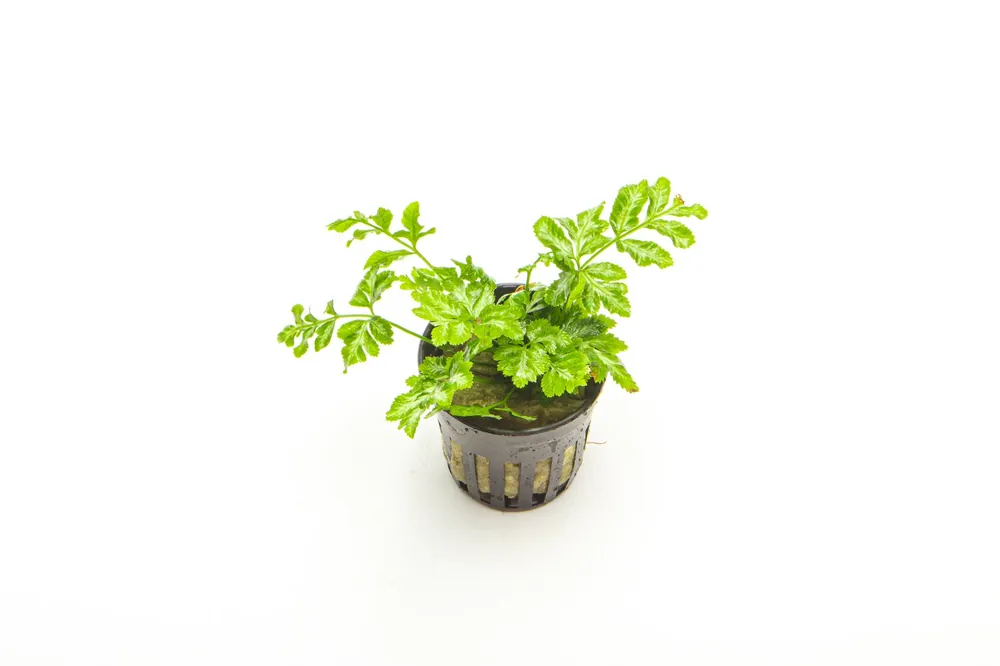 Pteris Ensiformis - ACW