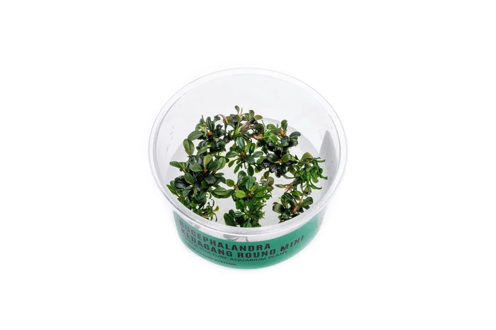 Bucephalandra Kedagang Round Mini Tissue Culture - UNSTC