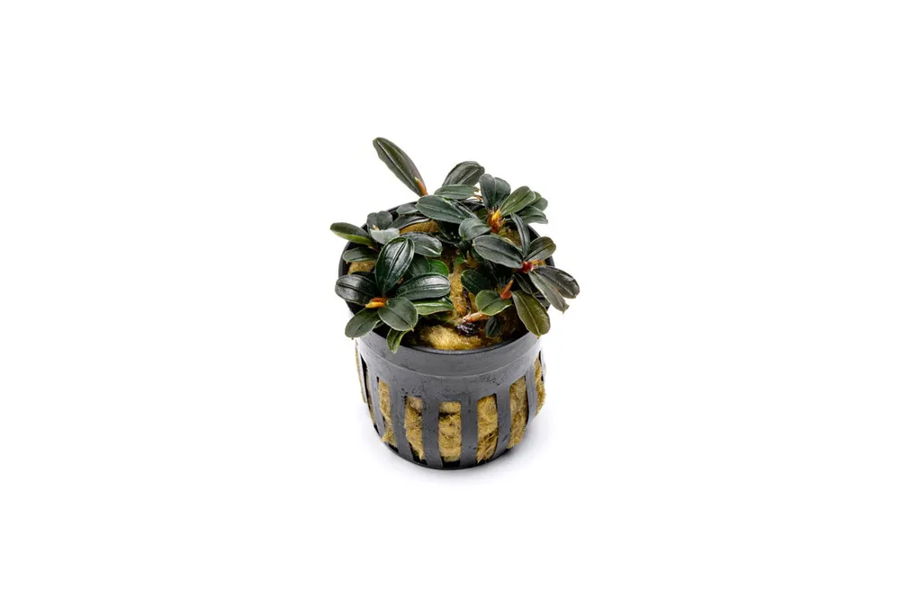 Bucephalandra Kedagang Mini Round (Farmed) - CPA