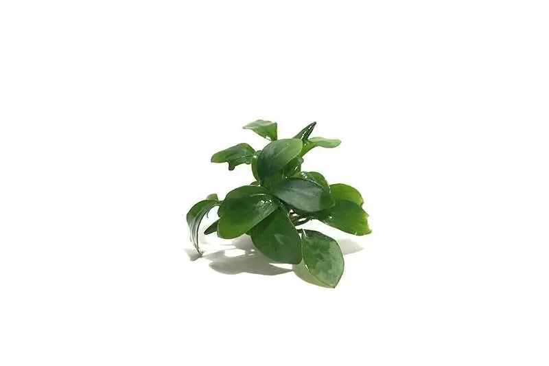 Anubias Spear Leaf - ACW