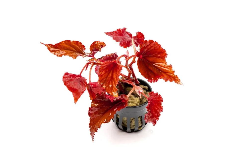 Begonia Arabian Sunset - ACW