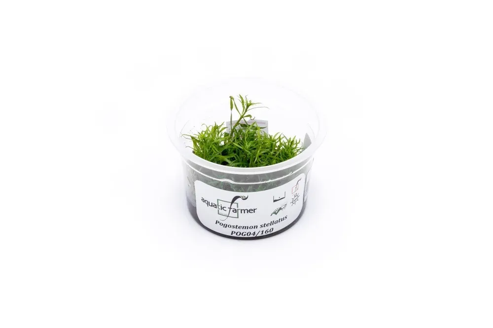 Eusteralis Stellata / Pogostemon Stellatus Aquatic Farmer Tissue Culture