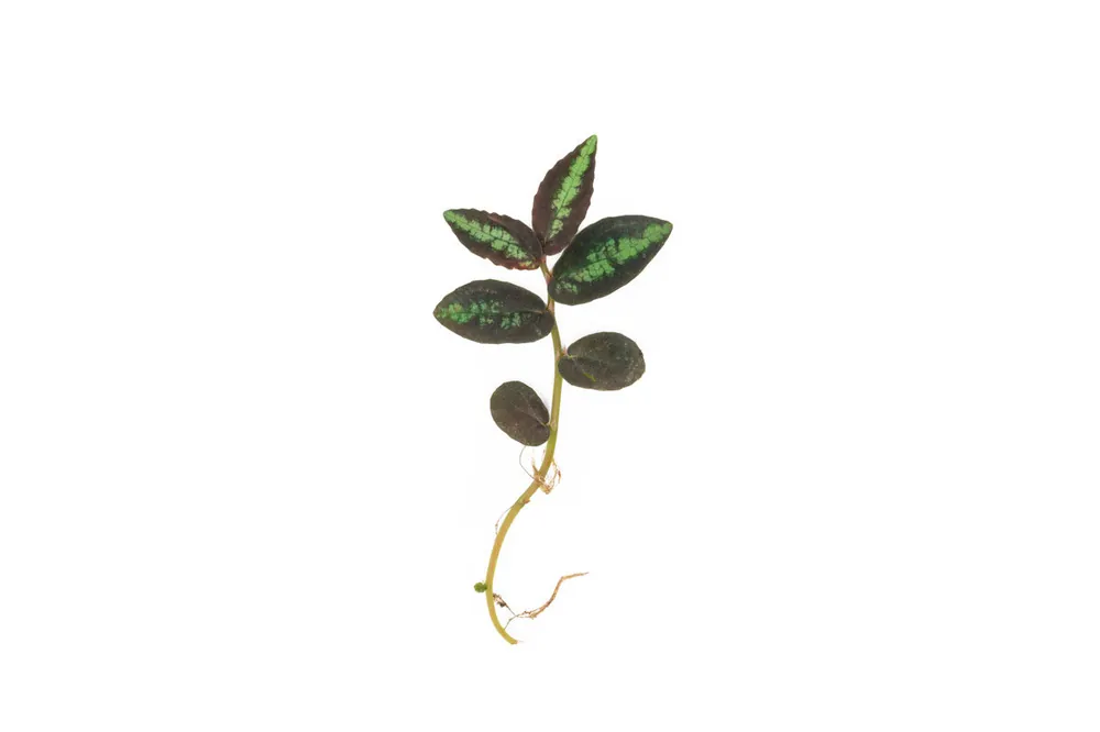 Pellionia Repens - ACW