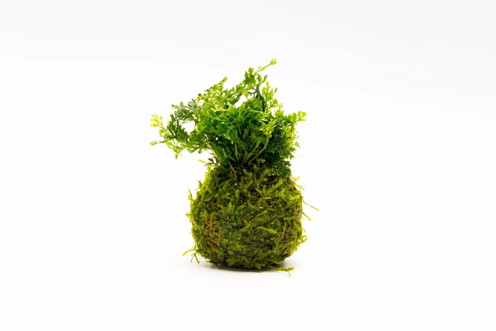 Mini Bolbitis on Clay Moss Ball - ACW