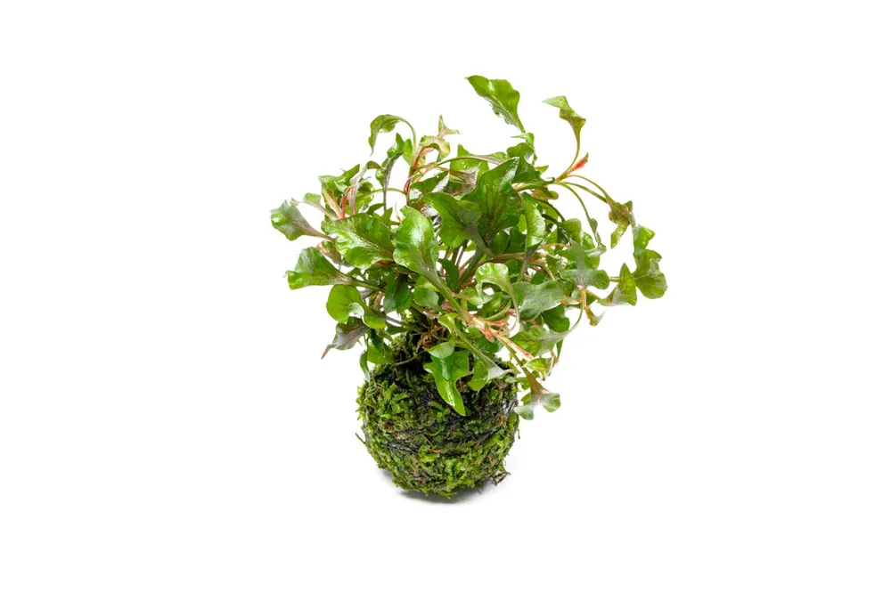 Alternanthera Bettzickiana Red on Clay Moss Ball - ACW
