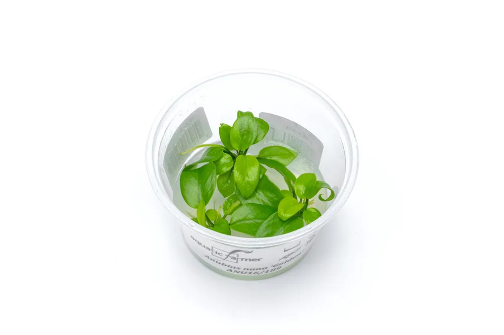 Anubias Nana Golden Aquatic Farmer Tissue Culture