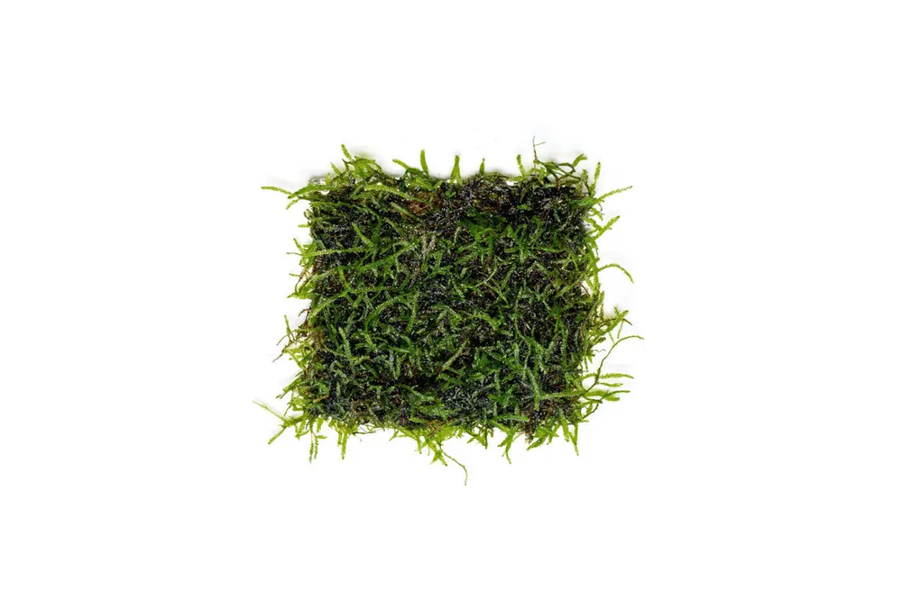 Java Moss on Stainless Steel - CPA