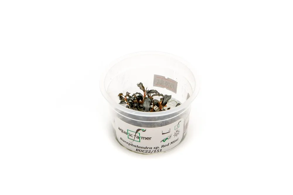Bucephalandra Red Mini Aquatic Farmer Tissue Culture