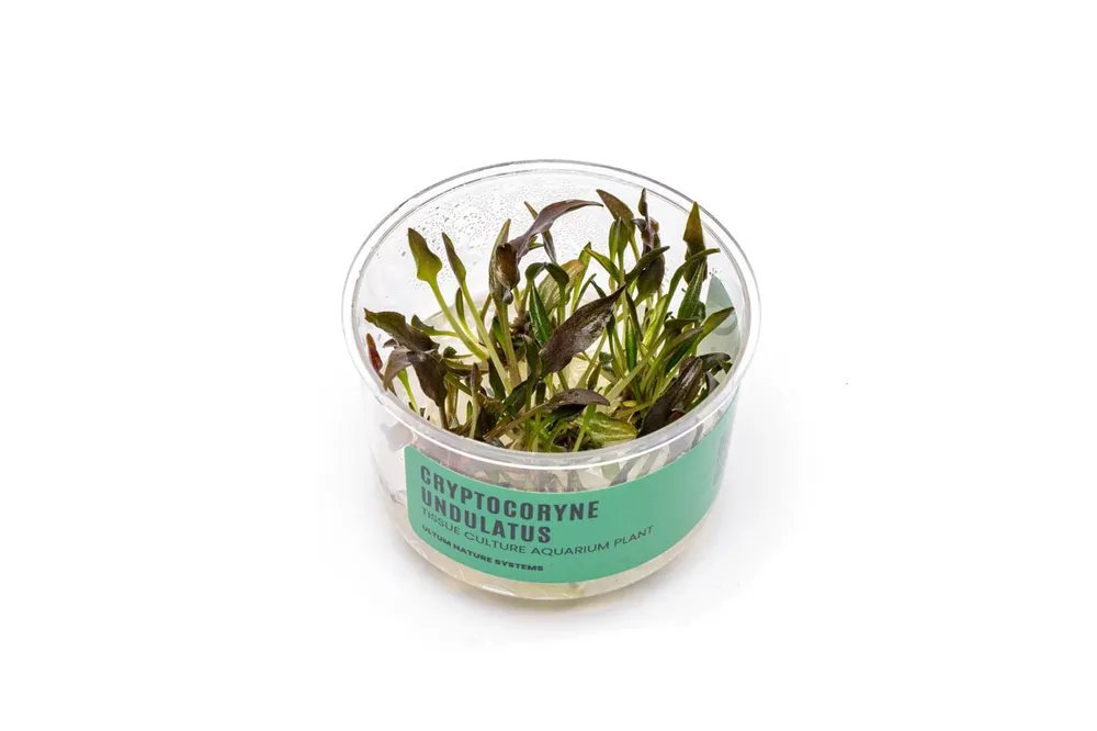 Cryptocoryne Undulatus UNS Tissue Culture - UNSTC