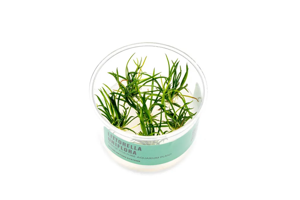 Littorella Uniflora UNS Tissue Culture - UNSTC