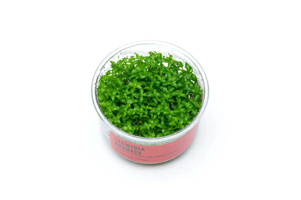 Ludwigia Arcuata UNS Tissue Culture - UNSTC