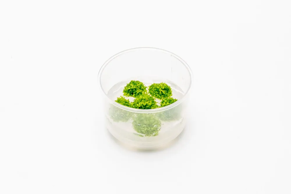 Riccia Fluitans UNS Tissue Culture - UNSTC