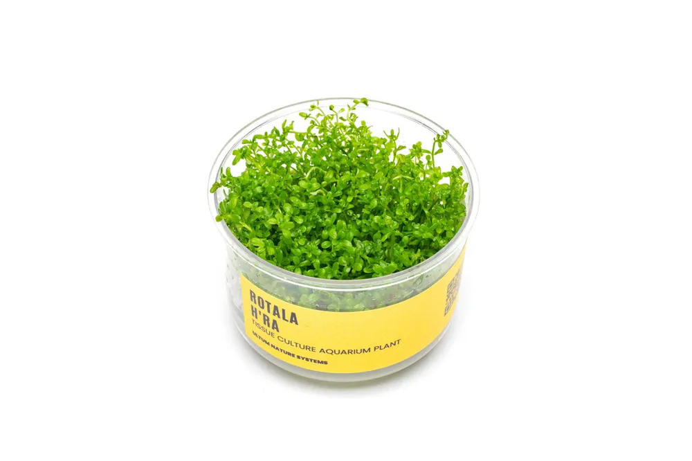 Rotala Hra UNS Tissue Culture - UNSTC