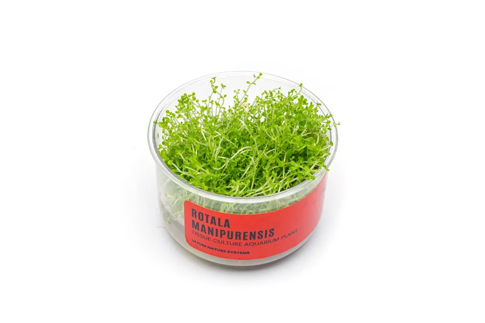 Rotala Manipurensis Tissue Culture - UNSTC