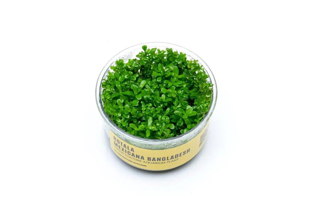 Rotala Mexicana Bangladesh UNS Tissue Culture - UNSTC