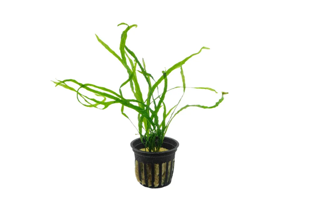 Java Fern Needle Leaf - CPA