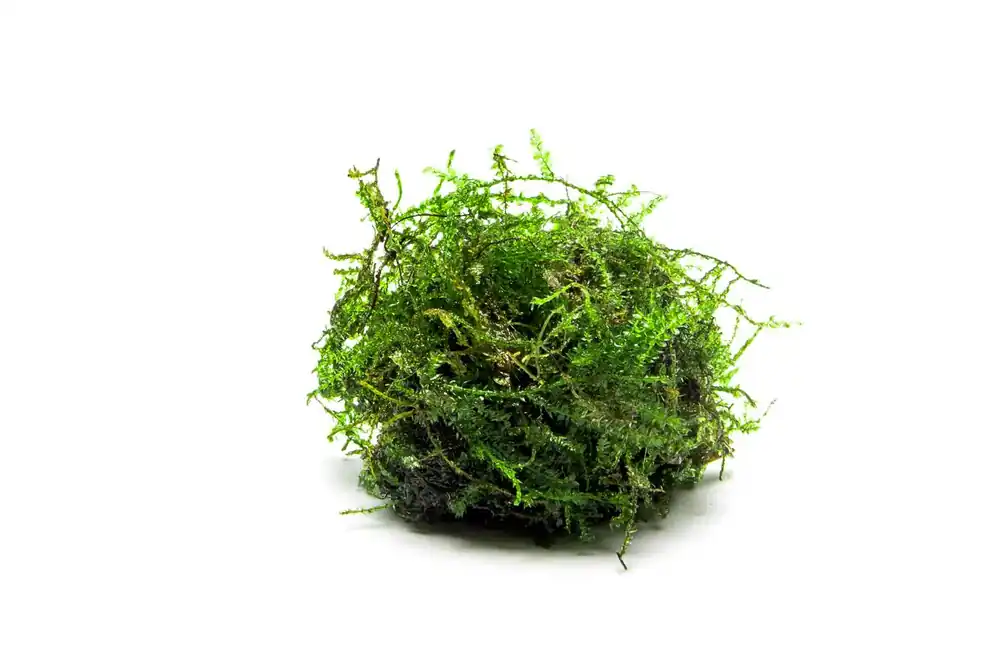 Weeping Moss - BUCE